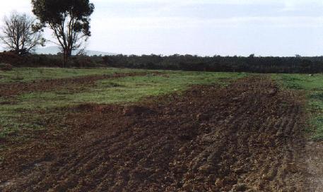 A tree row after ripping and harrowing