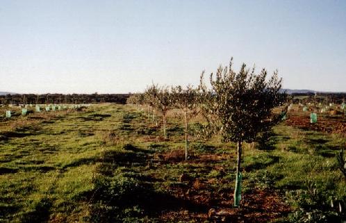 Picture of the grove in June 1999