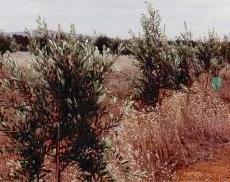 Picture of the Paragon trees in March 2000