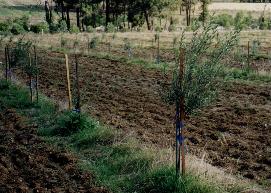Trees at the Goff farm